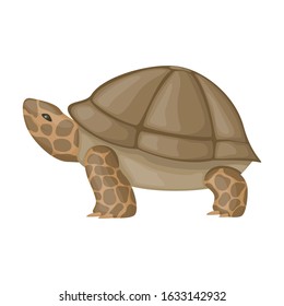 Sea turtle vector icon.Cartoon vector icon isolated on white background sea turtle.
