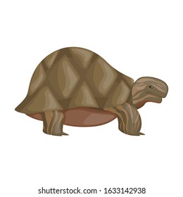 Sea turtle vector icon.Cartoon vector icon isolated on white background sea turtle.