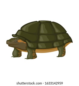 Sea turtle vector icon.Cartoon vector icon isolated on white background sea turtle.