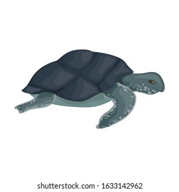 Sea turtle vector icon.Cartoon vector icon isolated on white background sea turtle.