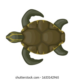 Sea turtle vector icon.Cartoon vector icon isolated on white background sea turtle.