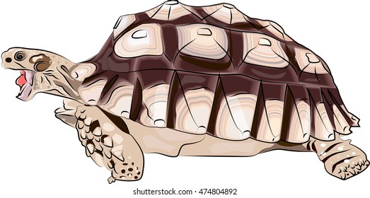 Sea turtle. Vector illustration