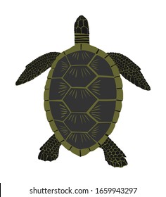 Sea turtle vector illustration isolated on white background. 