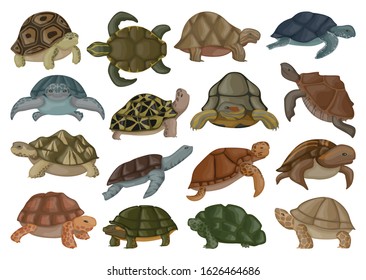 Sea turtle vector illustration on white background .Tortoise of animal vector cartoon set icon. Isolated cartoon set icon sea turtle .