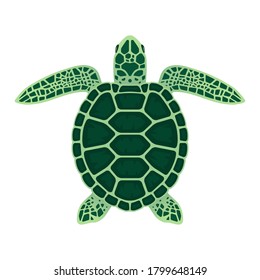 Sea turtle vector illustration on a white background