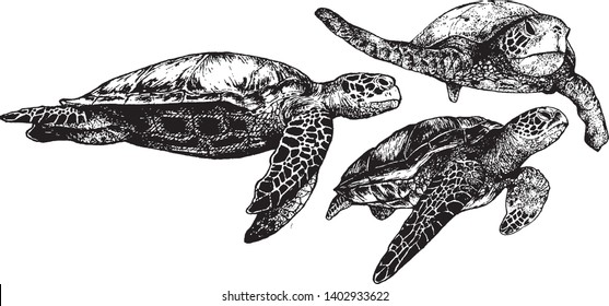 Sea Turtle Vector Illustration, Turtle Vector Sketch, Hand Drawn Sketch of Turtle, Isolated Turtle