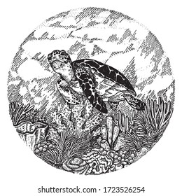 Sea turtle vintage illustration hand drawing style