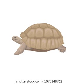 Sea turtle wild animal vector Illustration on a white background