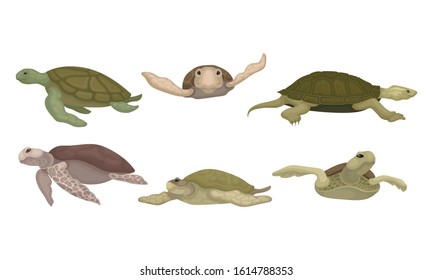 Sea Turtles from Different Perspectives Isolated on White Background Vector Set