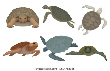 Sea Turtles from Different Perspectives Isolated on White Background Vector Set