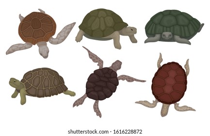 Sea Turtles and Land Tortoises from Different Perspectives Isolated on White Background Vector Set