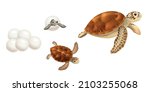 Sea turtles realistic set with eggs hatching baby juvenile and adult isolated against white background vector illustration