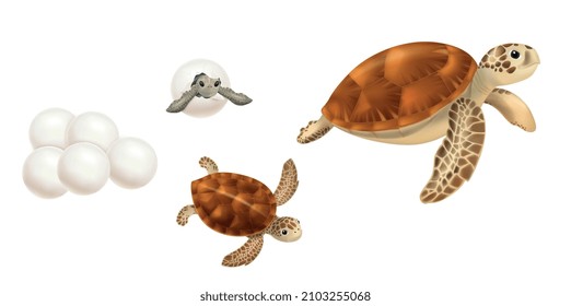 Sea turtles realistic set with eggs hatching baby juvenile and adult isolated against white background vector illustration