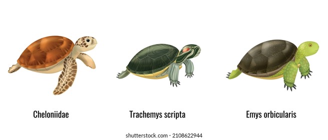 Sea turtles species realistic set with three animals isolated on blank background vector illustration