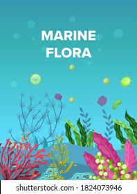 Sea underwater marine background. Marine sea bottom with aqua plants, coral reef underwater seaweed plants, ocean plants, algae, laminaria, sea moss tropical plant. Underwater life vector