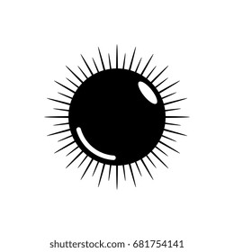 sea urchin