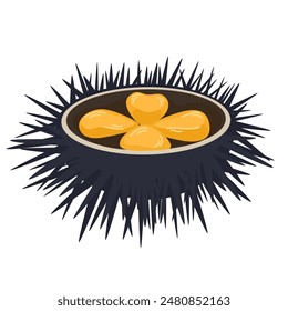 Sea urchin with caviar. Open sea urchin delicacy, seafood. Gourmet appetizer. Delicious raw seafood delicatessen. Flat vector illustration isolated on white background