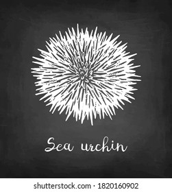 Sea urchin. Chalk sketch of seafood on blackboard background. Hand drawn vector illustration. Retro style.