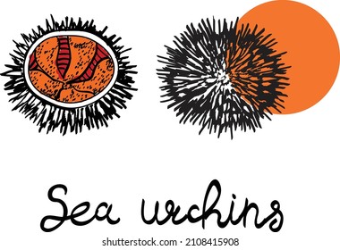 sea urchin, sea food, asian vector  illustration isolated on bright background. Concept for menu, cards, icon