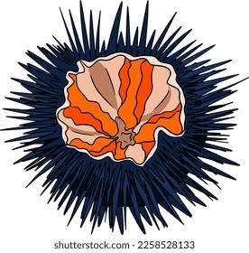 Sea urchin. Hand drawn underwater creatures. Vector sea life, seafood. Colored marine animals