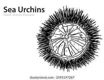 Sea Urchin hand drawn vector editable black outline, simple, ocean, animal, seafood.