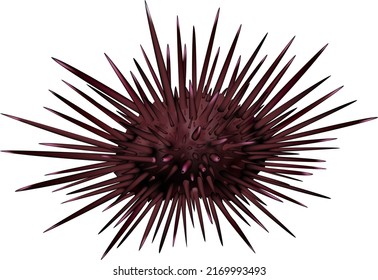 'Sea Urchin' illustration. Vector EPS format.