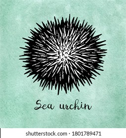 Sea urchin. Ink sketch of seafood. Hand drawn vector illustration on old paper background. Retro style.