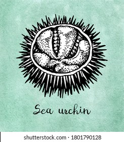 Sea urchin. Ink sketch of seafood. Hand drawn vector illustration on old paper background. Retro style.