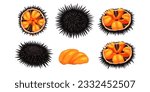 Sea urchin isolated on white background, vector illustration	