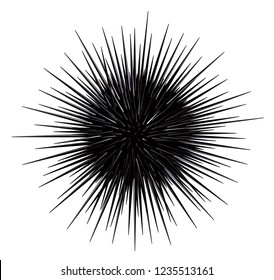 Sea urchin isolated on the white background