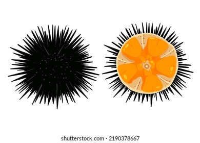 Sea urchin isolated on white background, vector illustration