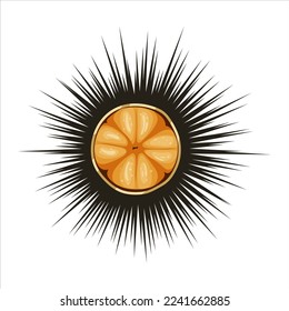 Sea urchin isolated on white background. Fresh delicacy meat inside shell with sharps. Seafood ingredient for healthy diet menu. Cutted exotic marine reef food for sea restaurant. Vector illustration