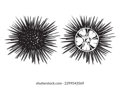 Sea urchin isolated on white background, vector illustration