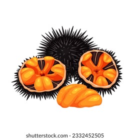 Sea urchin isolated on white background, vector illustration	