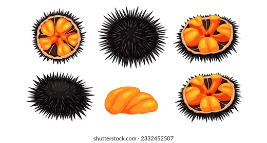 Sea urchin isolated on white background, vector illustration	