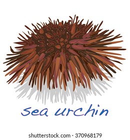 sea urchin isolated white background