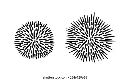 Sea urchin logo. Isolated sea urchin on white background. Trepang