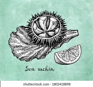 Sea urchin on a lettuce with lemon. Ink sketch of seafood. Hand drawn vector illustration on old paper background. Retro style.