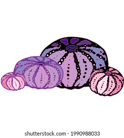 Sea urchin shell beautiful seashell vector colorful seashells on white background. Illustration marine design for fabrics, textiles, packaging, paper. Concept of under water ocean