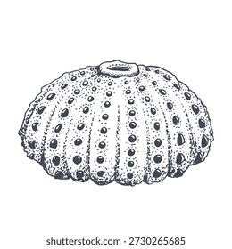Concha de erizo de mar Ilustración vectorial en blanco y negro. Ilustración realista de concha en blanco y negro para diseños náuticos de arrecifes oceánicos, productos de peces de acuario y folletos de buceo
