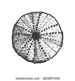 Concha de erizo marino. Dibujar ilustración vectorial de estilo aislada en fondo blanco. Arte vintage de grabado negro