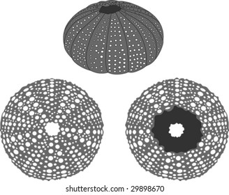 Sea urchin vector