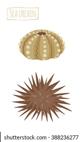 Sea urchin, vector cartoon illustration