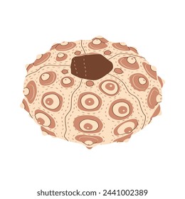 Sea urchin, vector flat illustration for your design. pink seashell isolated on white background. Under the sea. Isolated on a white background. Vector illustration