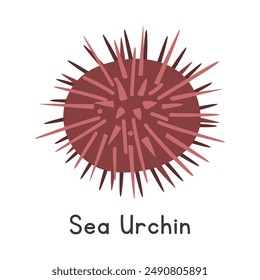 Sea urchin vector illustration, cartoon clipart, animal in flat style. Sea animals, underwater creatures, ocean animals, marine life concept. Sea urchin vector design isolated on white