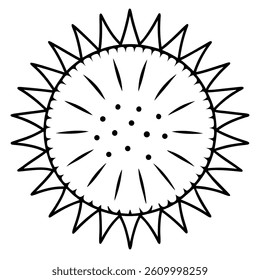 Sea urchin vector line art on white baclground