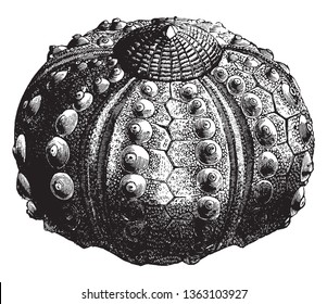 Sea urchin without spines is made up of several hundred polygonal pieces of different sizes of every variety of outline, vintage line drawing or engraving illustration.