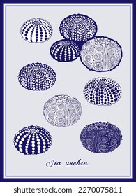 Sea Urchins. Big set. Vintage style poster. Hand drawn graphic design collection. Vector illustration.