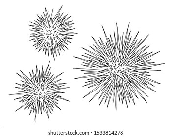 Sea urchins echinus graphic set black white isolated illustration vector