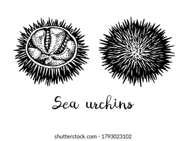 Sea urchins. Ink sketch of seafood. Hand drawn vector illustration isolated on white background. Retro style.